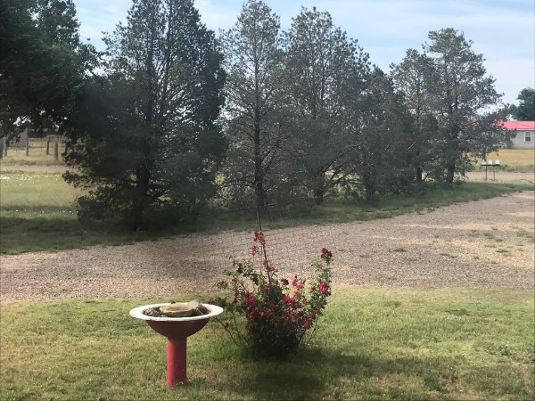 Front yard with mature trees and landscaping